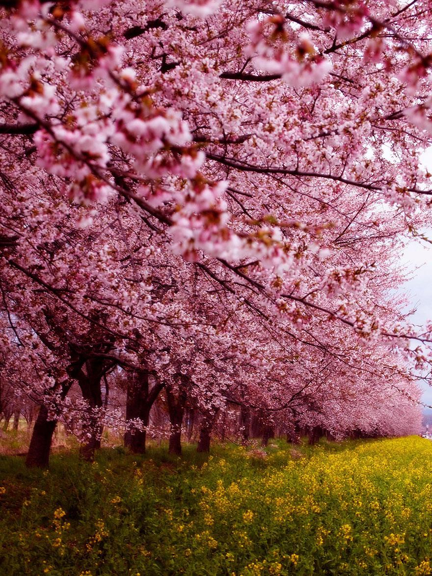 cherry-blossom-sakura-12