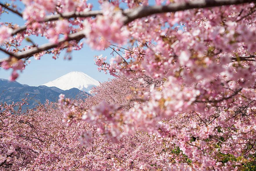 cherry-blossom-sakura-14