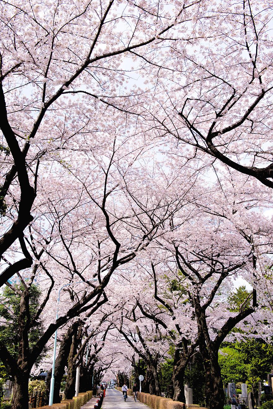 cherry-blossom-sakura-22