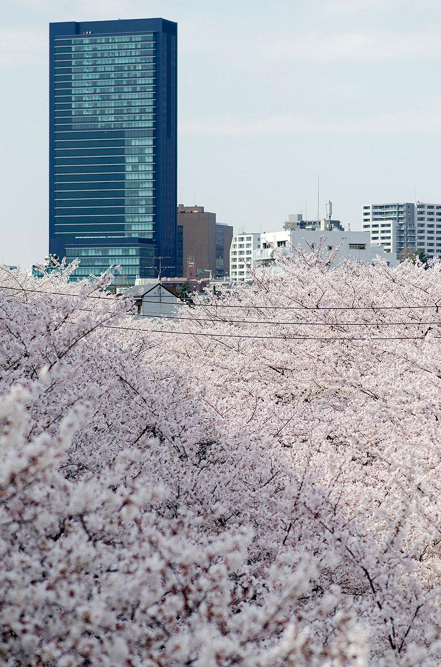 cherry-blossom-sakura-27