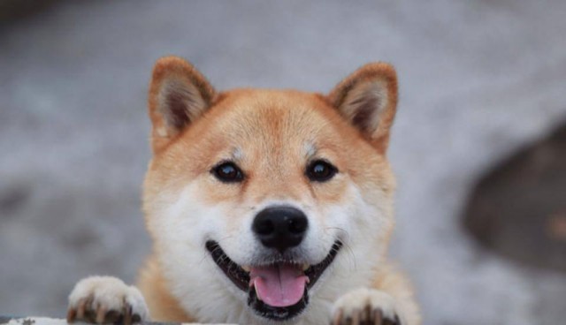 happy-dog-maru-shiba-inu-15