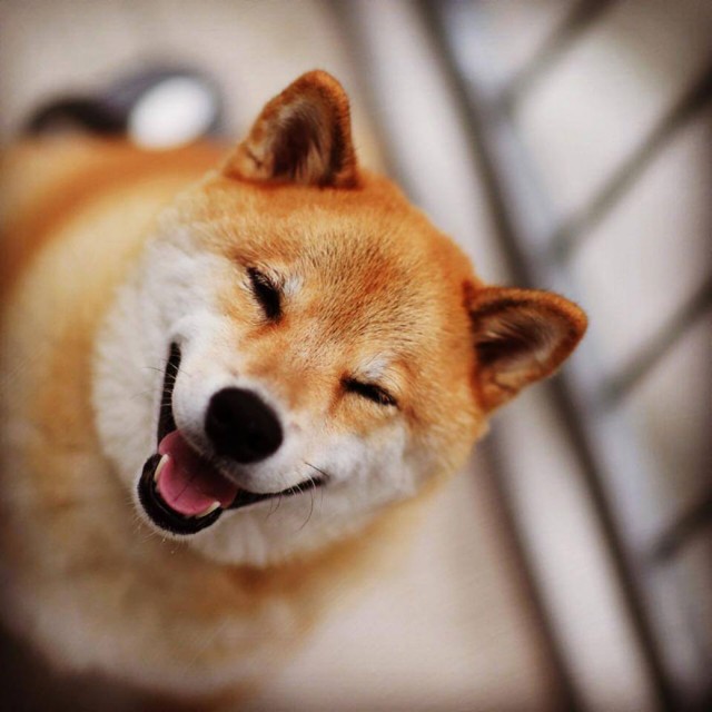 happy-dog-maru-shiba-inu-23