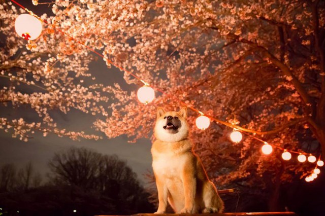 happy-dog-maru-shiba-inu-31