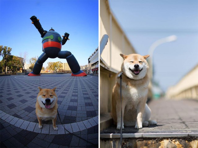 happy-dog-maru-shiba-inu-39