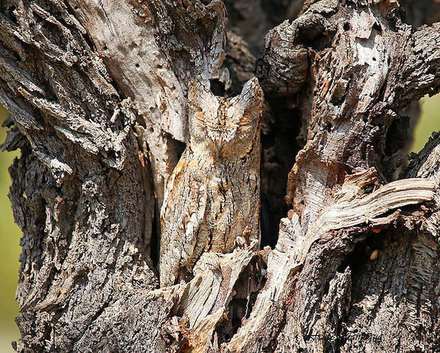 02-owl-camouflage-disguise_mini