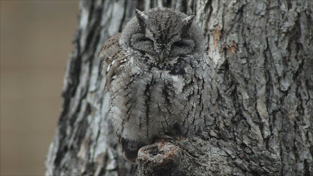 06-owl-camouflage-disguise_mini