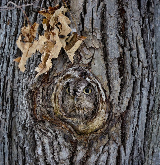 08-owl-camouflage-disguise_mini