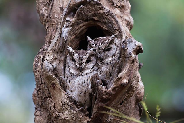 10-owl-camouflage-disguise_mini