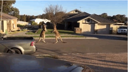 kangaroo-fighting
