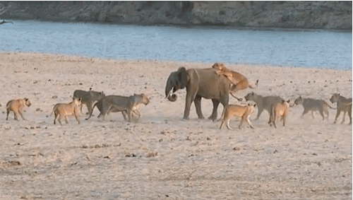 01-young-elephant-survives-attack-by-14-lions