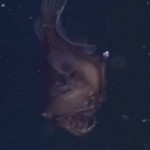 どう見ても人面魚。世界初の生きた深海アンコウを捉えた動画が話題