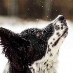 【海外で話題】動物たちが生まれて初めて雪を見たときの写真が癒される