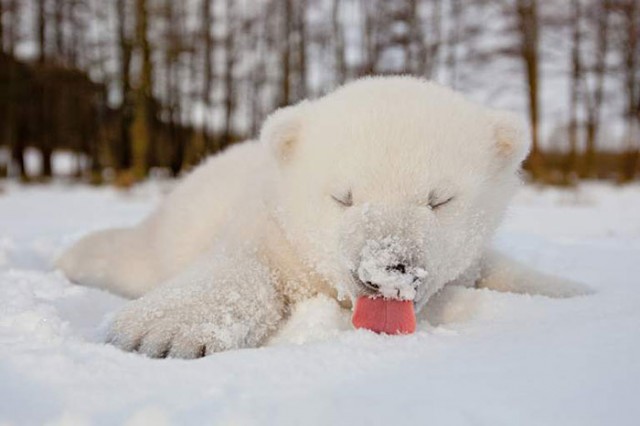 02-animals-playing-in-snow