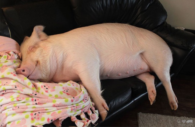 03-mini-pig-grew-up-into-670-pounds