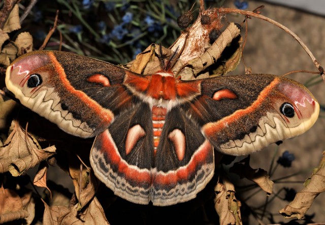04-caterpillar-moth-butterfly-before-after