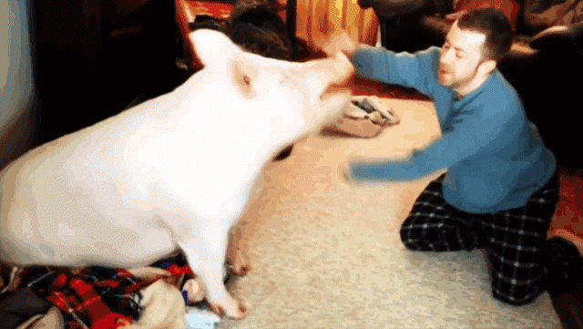 06-mini-pig-grew-up-into-670-pounds