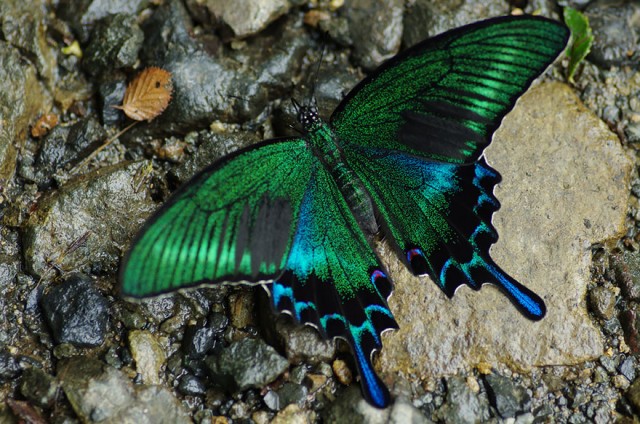 08-caterpillar-moth-butterfly-before-after