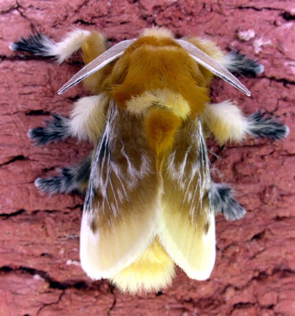 22-caterpillar-moth-butterfly-before-after