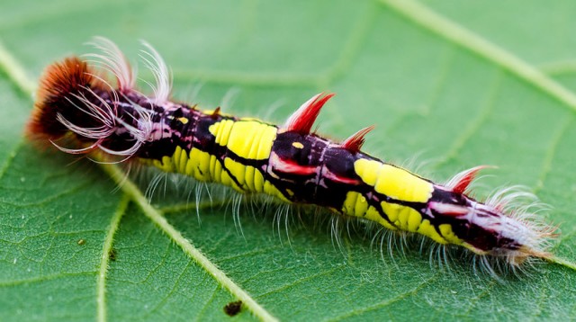 23-caterpillar-moth-butterfly-before-after