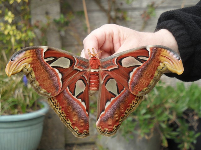34-caterpillar-moth-butterfly-before-after
